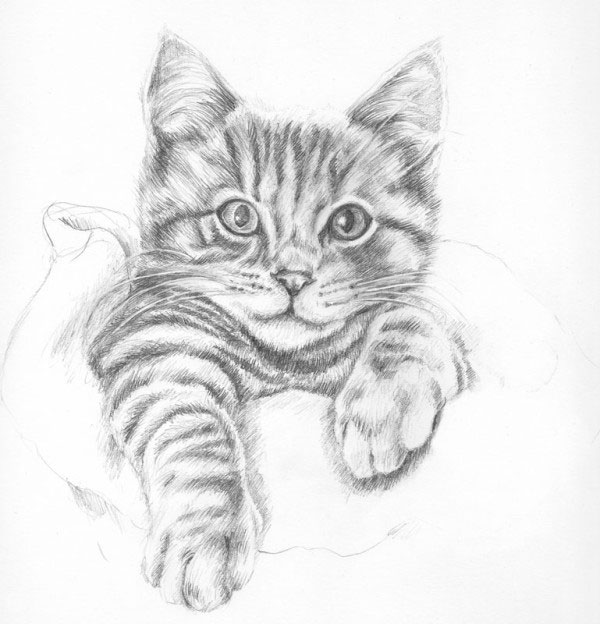 Photo to Portrait: Pencil drawing of a ginger tabby kitten