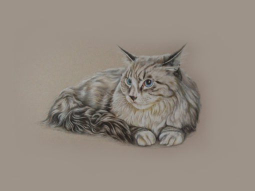 Portrait Drawings of Cats