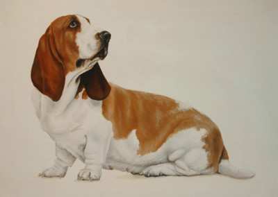 From photo to portrait, a painting of a Basset Hound in oil on canvas