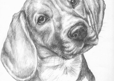 From photo to portrait of a young Beagle in pencil on paper