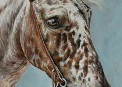 Photo to portrait of Biscotti the Apaloosa in oil on canvas - detail