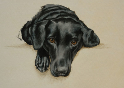 From photo to portrait, a painting of a black Lab-Spaniel cross on canvas