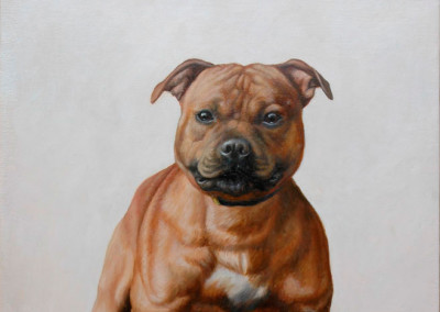 Oil portrait of Rusty the Stafford on canvas
