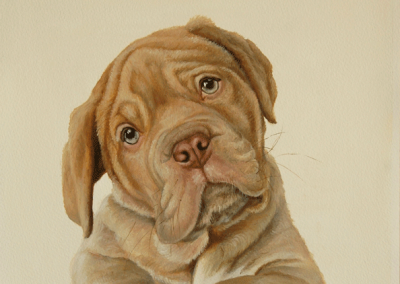 Oil painting of a Shar Pei on canvas