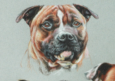 Photo to portrait of Three Stafford Bull Terrier heads in coloured pencil - a detail of the red and white head