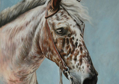 From photo to, Biscotti the Apaloosa in oil on Canvas