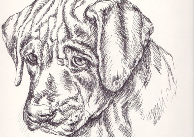 Drawing portrait of a puppy in ink on paper