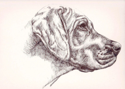 From photo to portrait in ink on paper of a Ridgeback