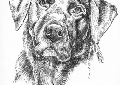 Drawing of a Lab in ink on paper