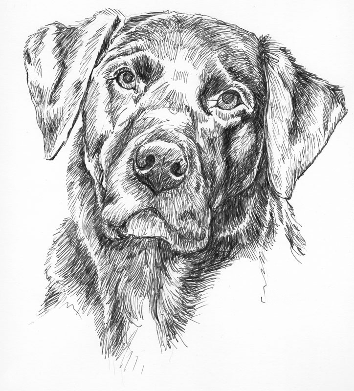 Рисунок собаки графика. Собака рисунок. Эскиз щенка. Собака рисунок карандашом. Наброски собак карандашом.