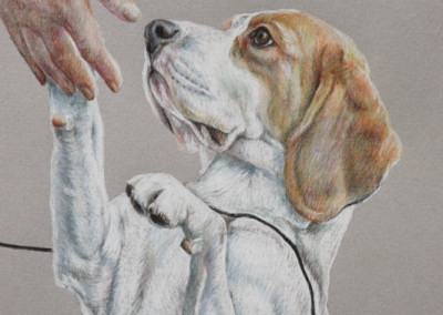 Photo to portrait drawing of Lucy in coloured pencil -detail