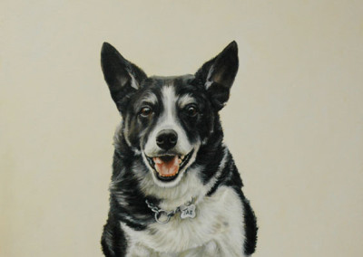 Photo to portrait painting of Taz the Border Collie