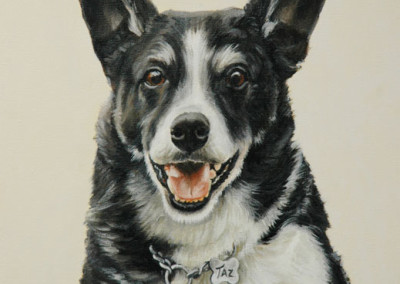 From photo to portrait in oil of Taz the Border Collie - detail