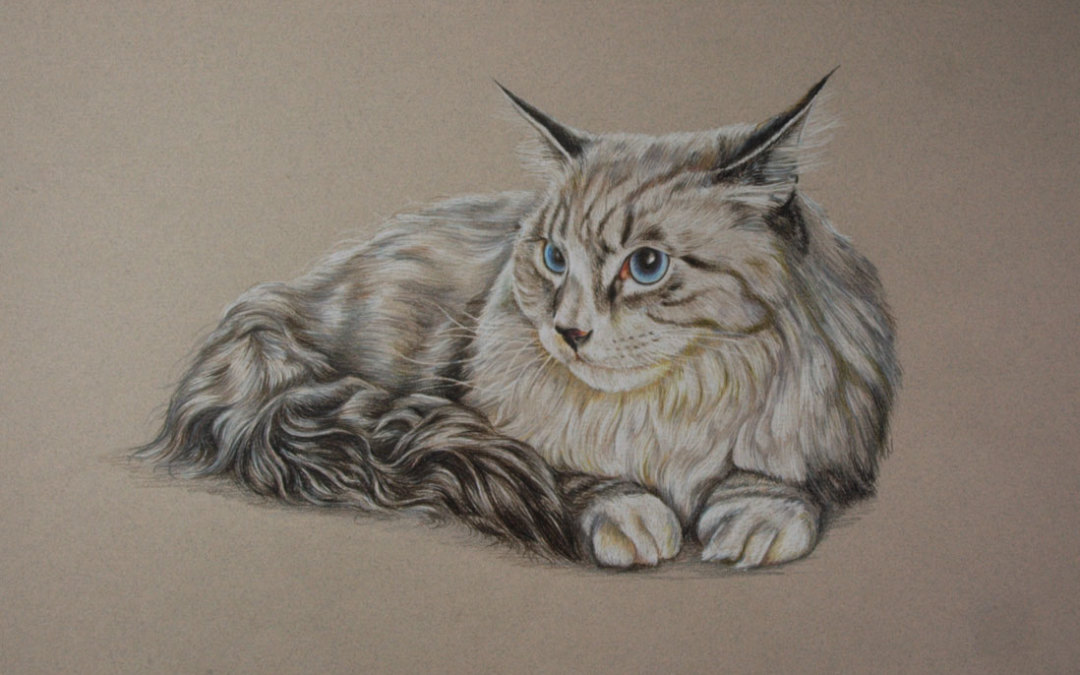 Cats in Coloured Pencil