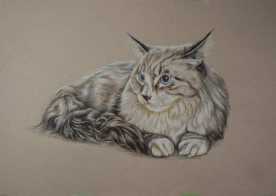 From photo to a portrait in coloured pencil of a Coon cat on coloured paper