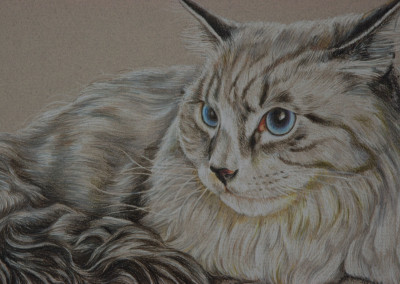 Coloured pencil portrait of a coon cat - detail