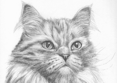 Graphite pencil portrait of a persian cat