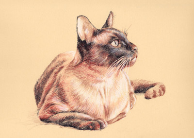 From photo to portrait in coloured pencil of a Burmese cat