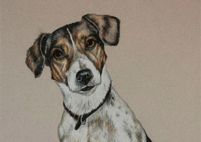 Portrait drawing of Jake the Jack Russel in coloured pencil