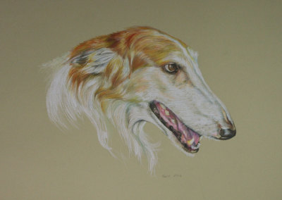 From photo to a coloured pencil portrait on paper of a Borzoi.