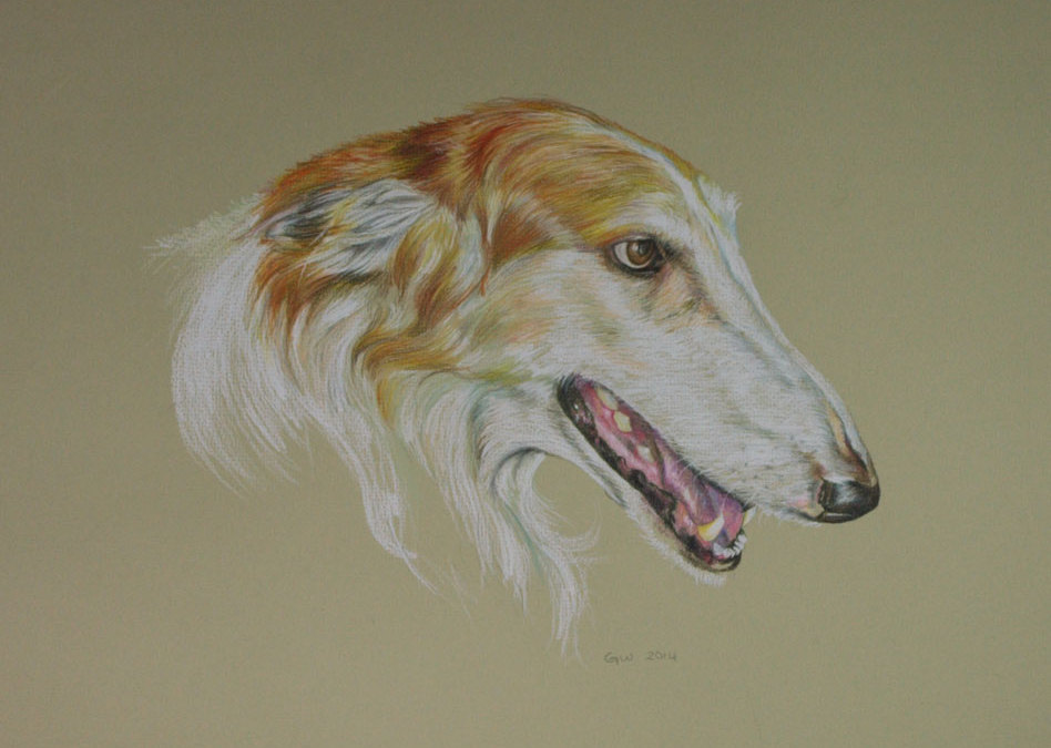 Portrait Drawings of Dogs