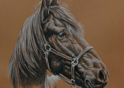 Portrait drawing of a horse's head with bridle in coloured pencil
