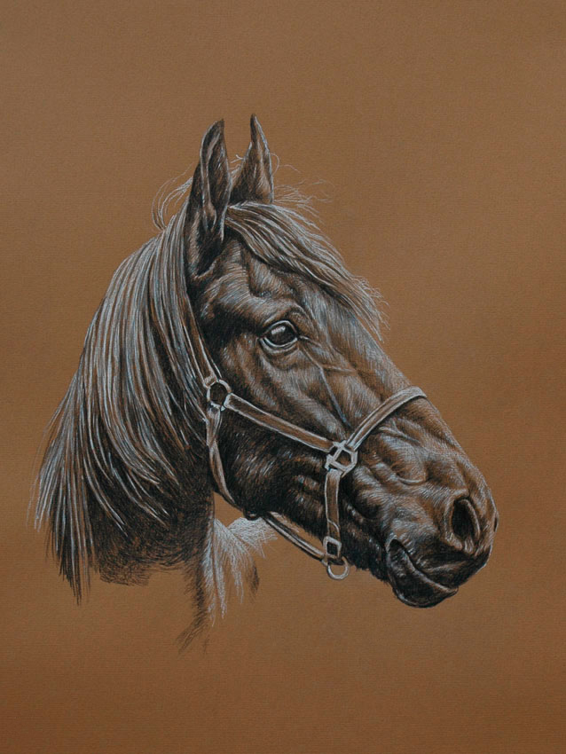 Horse, grey, color, drawing - stock vector 4805305 | Crushpixel