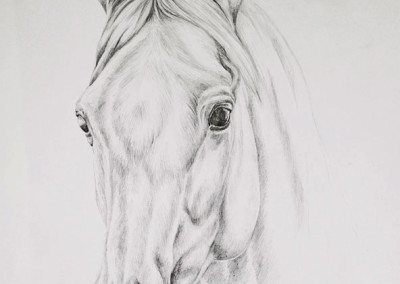 Portrait of a white horse's head in graphite