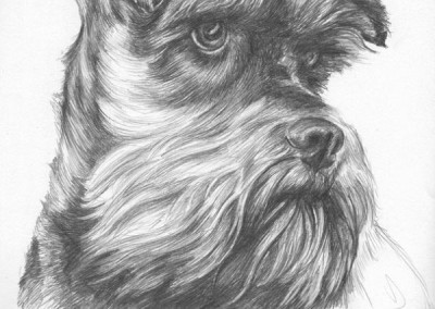 From photo to portrait in pencil on paper of a german schnauzer