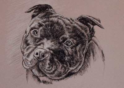 From photo to portrait of a Staffordshire Bull Terrier in coloured pencil