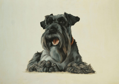 From photo to portrait in oil of a reclining Toy Schnauzer