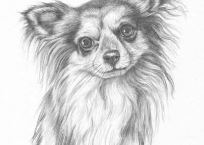 From photo to portrait drawing of a chihuahua