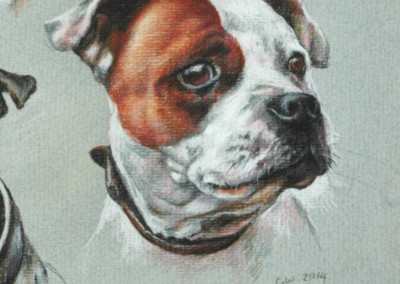 From photo to portrait detail of a red and white Stafford head in coloured pencil