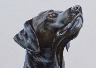 From photo to portrait, prices for portraits of dogs in oil on canvas