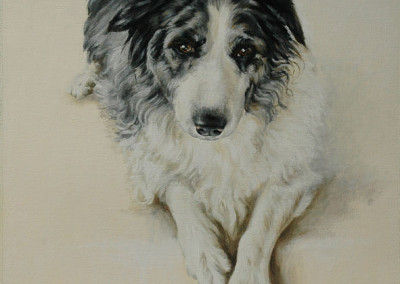 Oil painting portrait of Meg the Border Collie