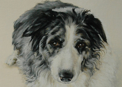 From photo to portrait of Meg the Border Collie in oil- detail
