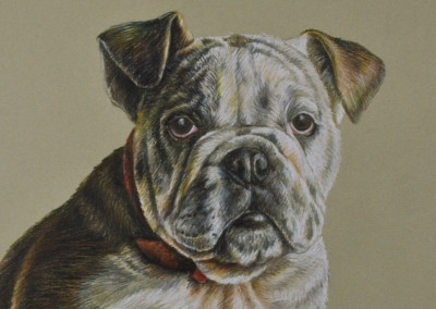 Photo to portrait, Bustle the English Bulldog in coloured pencil on coloured paper - detail