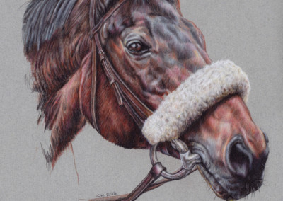 Photo to portrait, drawing of Red Rum in coloured pencil on coloured paper