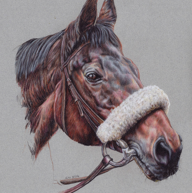 Portrait Drawings of Horses