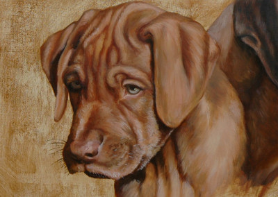 From photo to portrait of two Ridgebacks in oil on canvas
