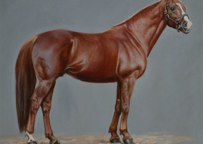 From photo to portrait painting of a chestnut Westphalian in oil on canvas - detail