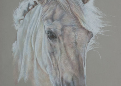 From photo to portrait, a white horse in coloured pencil on paper.